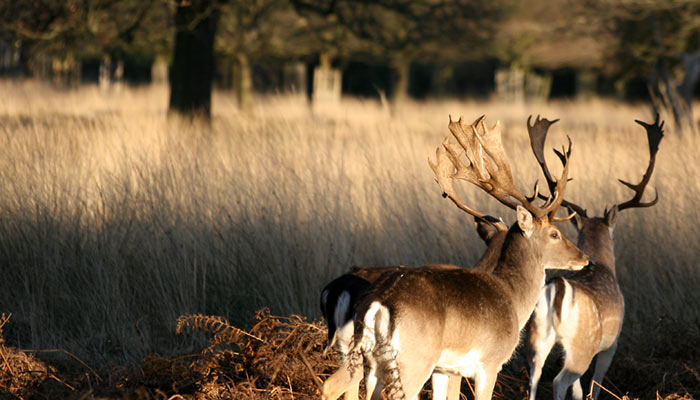 Richmond Park
